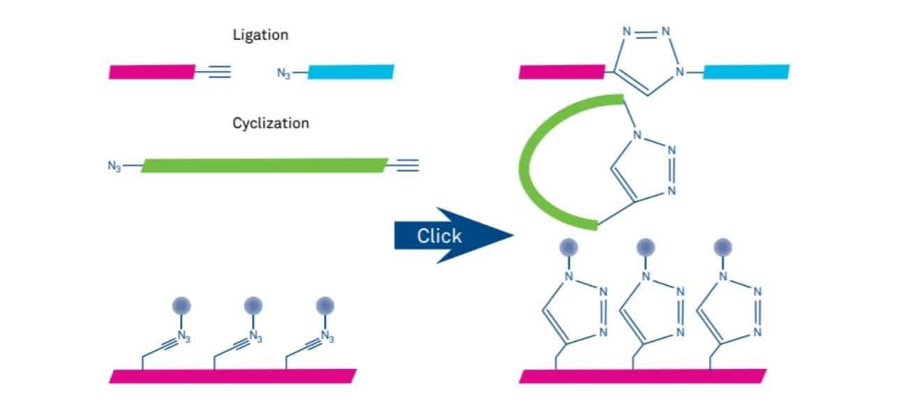 Click Chemistry A Valuable Tool For Peptide And Protein Modification